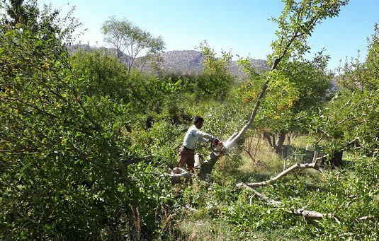 قطع ده‌ها اصله درخت سیب باغداران شهرستان دنا در هفته گذشته