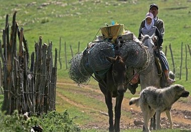 رییس منابع طبیعی:عشایر اجازه ماندن در مراتع ملایر را ندارند