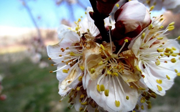 طرح خطرپذیری سرمازدگی محصولات کشاورزی در خراسان شمالی ضروری است