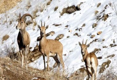 افزایش جرایم خسارت به حیات وحش در لرستان