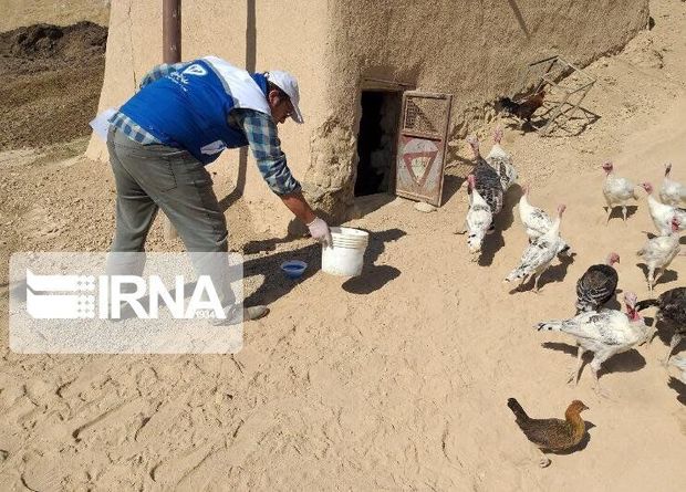 طرح ایمن‌سازی طیور بومی علیه بیماری نیوکاسل در ورامین آغاز شد