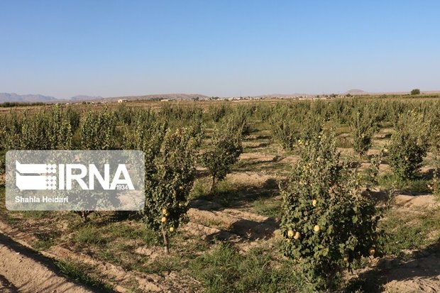 ۱۰ هکتار باغ در شهرستان بیجار احداث شد