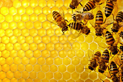 ایران رتبه چهارم تولید عسل در دنیا را دارد