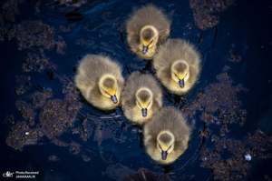 منتخب تصاویر امروز جهان- 9 اردیبهشت 1400