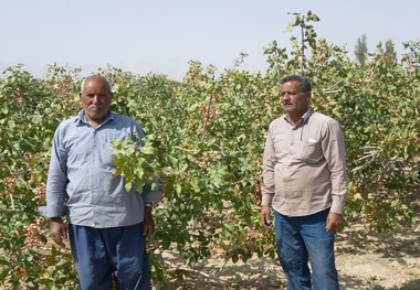 زخم بلایای طبیعی بر تن رنجور پسته خاتم