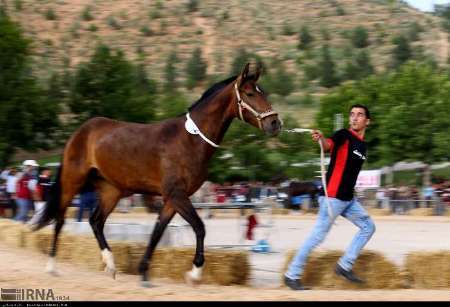 4 داور خارجی اسب های اصیل ترکمن را قضاوت می کنند