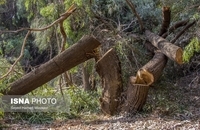 قطع درختان پارک ملی دز و عباس آباد (27)