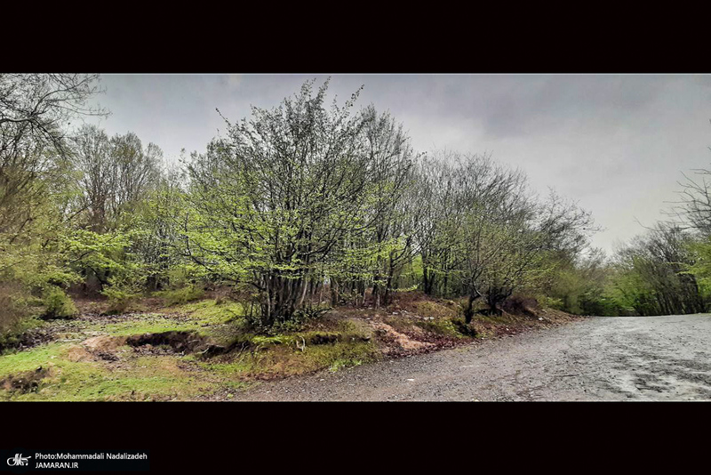 دریاچه آویدر نوشهر