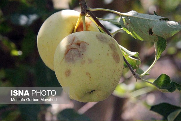 خسارت  تگرگ به 1000 هکتار از باغات اهر