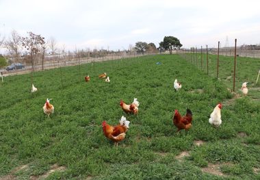 طیور بومی روستاهای سمنان به رایگان مایه‌کوبی می‌شوند