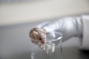 نتیجه جالب وارد کردن مغز انسانی به مغز موش برای درمان سکته!