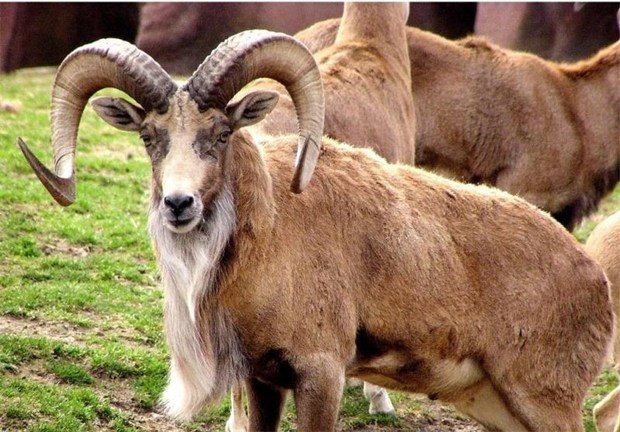 محکومیت شکارچی قوچ وحشی به 25 میلیون تومان جریمه نقدی