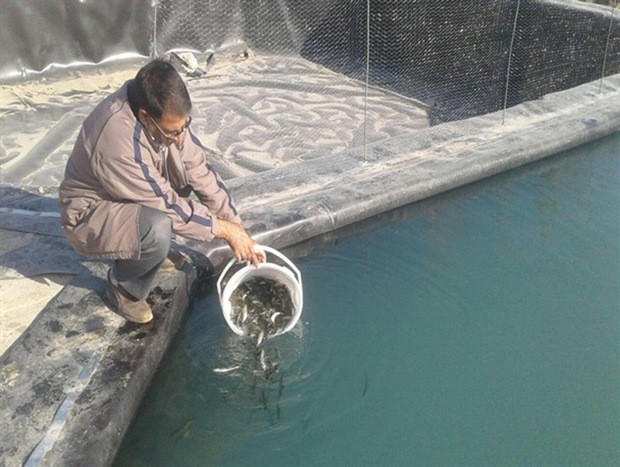 288 هزار قطعه بچه ماهی سردآبی در استخرهای استان رهاسازی شد
