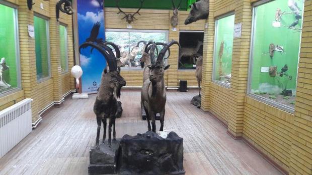 بازدید از موزه تاریخ طبیعی آذربایجان شرقی رایگان است