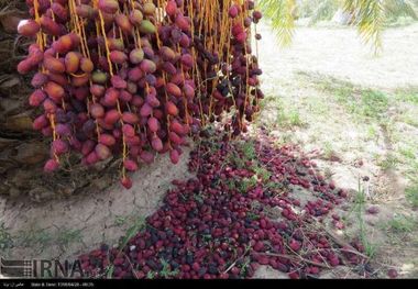 کام تلخ نخلداران شرق کرمان