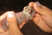 شناسایی گونه جدید خفاش در دزفول
