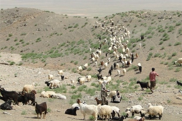 خسارت عشایر از خشکسالی و سیل نگران‌کننده نیست