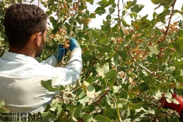 سازمان جهاد کشاورزی استان مرکزی با کمبود ۷۰۰ نیروی‌انسانی مواجه است