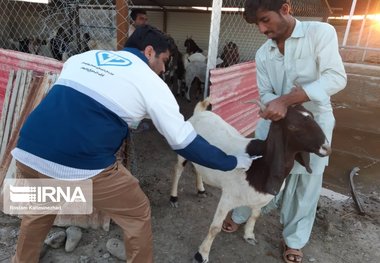 ۴۰۰۰ راس دام سبک وسنگین در مناطق سیلزده چابهار واکسینه شدند