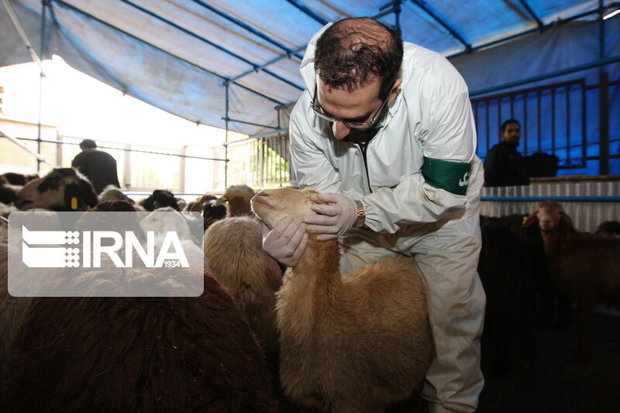 ۱۶۶ دامپزشک بر ذبح دام در مراکز شهرداری تهران نظارت دارند