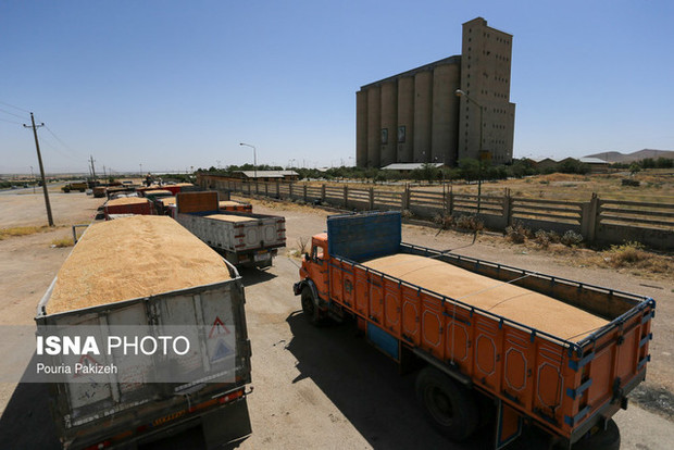 خرید گندم در همدان از مرز 347 هزار تن گذشت