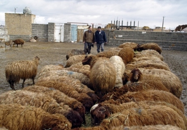 نخستین همزمان سازی فحلی در گوسفندان شیروان انجام شد