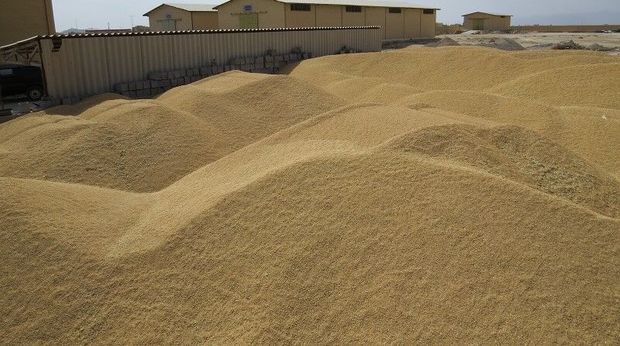 خرید تضمینی گندم در یزد ۴۰ درصد کاهش یافت