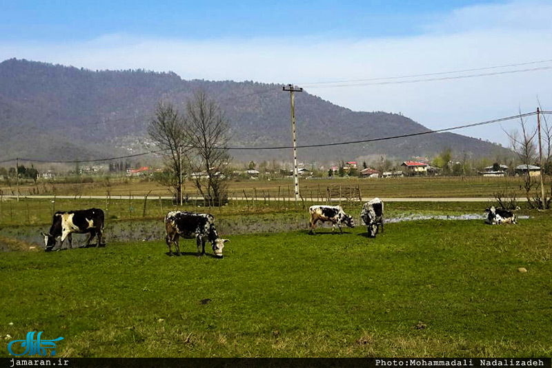 طبیعت رویایی ماسال گیلان