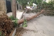 سقوط 61 درخت در پی باد و باران در مشهد