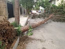 سقوط 61 درخت در پی باد و باران در مشهد