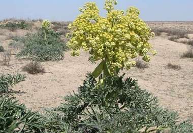 آنغوزه شیرین در خراسان جنوبی فرآوری نمی‌شود