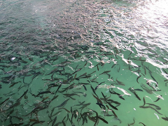 رهاسازی یک میلیون و ۱۰۰ هزار بچه ماهی در رودخانه دز