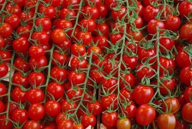 تولید گوجه فرنگی در تربت جام افزایش یافت