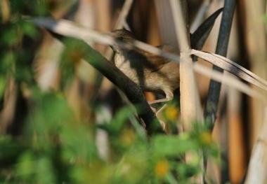 آغاز فصل گاو بانگی مرال ها در تالش