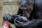 شامپانزه عزاداری که ۳ ماه نوزاد مرده‌اش را با خود حمل کرد
