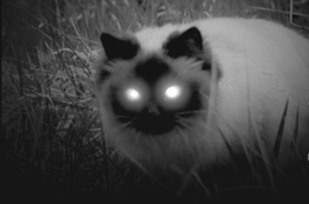 ساخت دوربین های حرارتی دید در شب با فناوری نانو