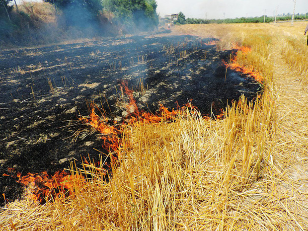 کشاورزی حین آتش زدن کاه و کلش مزرعه دستگیر شد