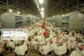میزان سرمایه‌گذاری صنعت مرغداری استان بوشهر  ۵۰۰ میلیارد تومان اعلام شد