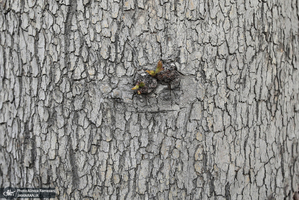 شکوفه های بهاری تهران