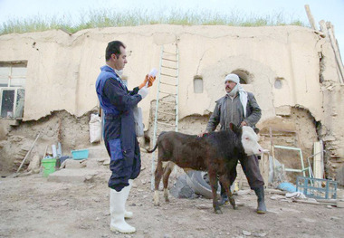 77هزار راس دام سیستان و بلوچستان علیه بیماری مایه کوبی شد