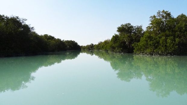 بکارگیری تجارب جهانی حفظ جنگل های حرا در بوشهر ضروری است