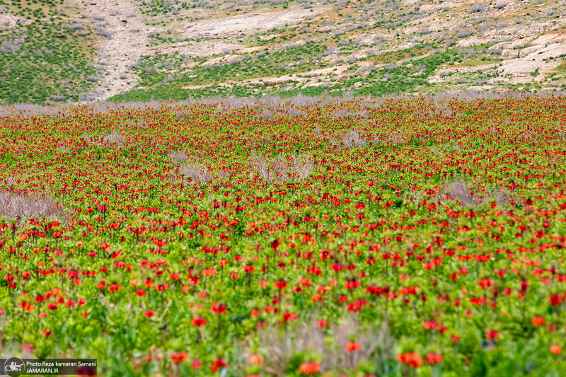 دشت لاله های واژگون کوهرنگ