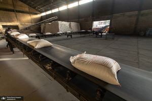 شوق شیرین تولید شکر / کارگران تولید قند و شکر