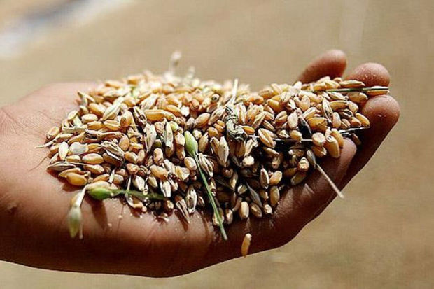 هدف‌گذاری تولید ۲.۵میلیون تن گندم درخوزستان تا افق ۱۴۰۲
