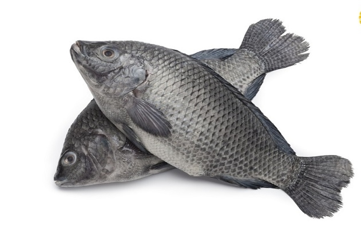 کشف ۵۰۰کیلوگرم ماهی غیر بهداشتی در شهرستان بویراحمد