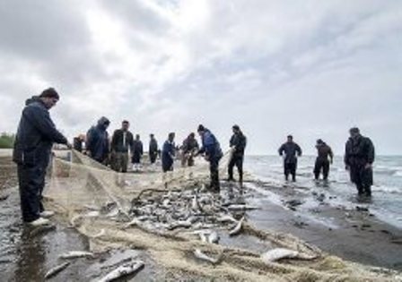 کاهش 30 درصدی صید ماهی در کیاشهر
