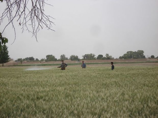 مبارزه با آفت سن در ۹۶ هزار هکتار اراضی کردستان انجام شد