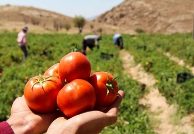 رهاسازی تخم زنبور تریکوگراما در مزارع گوجه فرنگی آبیک