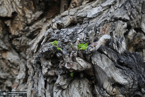 شکوفه های بهاری تهران