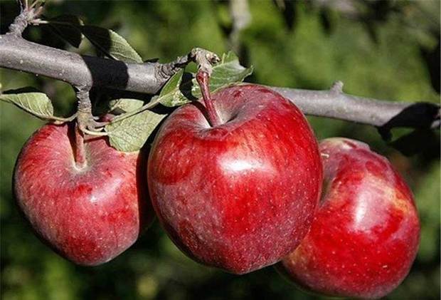 جشنواره ملی سیب در سلماس برگزار می شود
